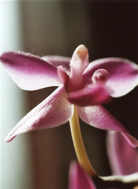 Orchideendeva 2