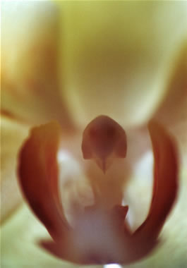 Orchideendeva 3